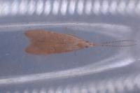 Coleophora flavipennella