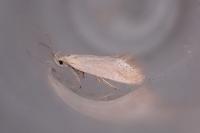Crassa tinctella