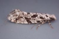 Nemapogon inconditellus