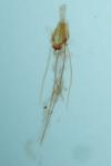 Nemapogon inconditellus