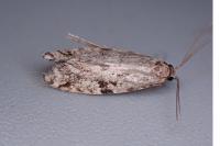 Nemapogon inconditellus
