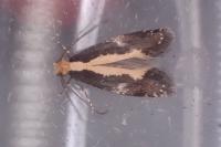 Monopis obviella