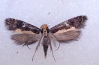 Monopis obviella