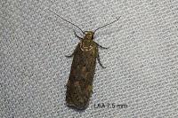 Bryotropha terrella