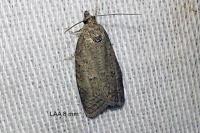 Cnephasia pasiuana/pumicana