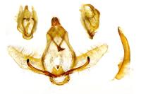 Cnephasia pasiuana/pumicana
