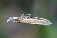 Pleurota aristella