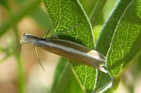 Pleurota aristella