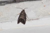 Cydia pomonella