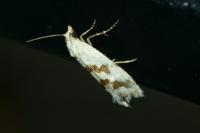 Aethes