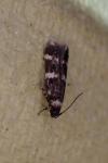 Oegoconia