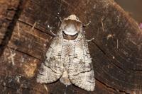 Cossus cossus