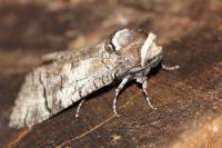Cossus cossus