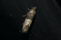 Spilonota ocellana