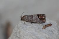 Cydia pomonella