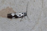 Ethmia quadrillella