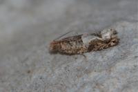 Crocidosema plebejana