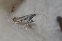 Aspilapteryx tringipennella