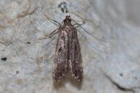 Dichomeris alacella