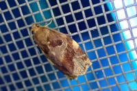 Archips xylosteana