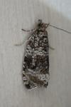 Celypha lacunana
