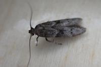 Blastobasis glandulella