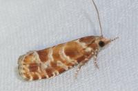 Rhyacionia pinicolana