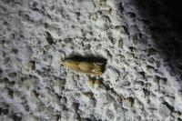 Eucosma conterminana