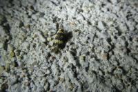Oegoconia