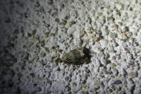 Celypha lacunana