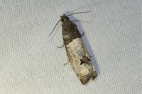 Notocelia roborana