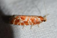 Rhyacionia pinicolana
