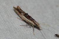 Ypsolopha scabrella