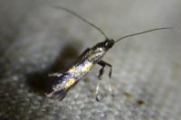 Euspilapteryx auroguttella
