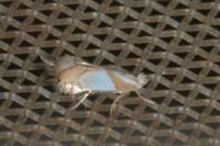 Phyllonorycter roboris