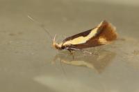 Harpella forficella