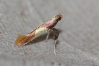 Caloptilia alchimiella/robustella