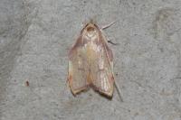 Carcina quercana