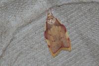 Carcina quercana