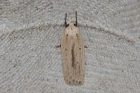 Agonopterix pallorella