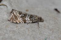 Celypha rivulana