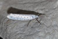 Yponomeuta evonymella