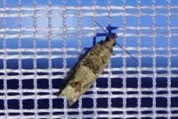 Crocidosema plebejana