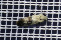 Cochylis