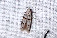 Symmocoides oxybiella