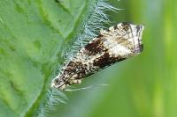 Celypha lacunana
