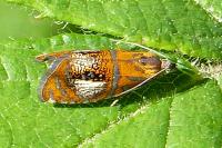 Olethreutes arcuella