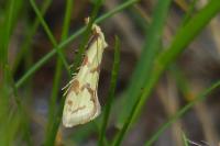Agapeta hamana