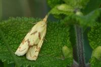 Agapeta hamana