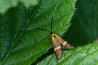 Nemophora degeerella